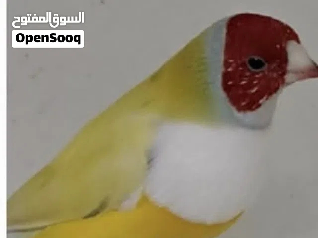 عصافير للبيع