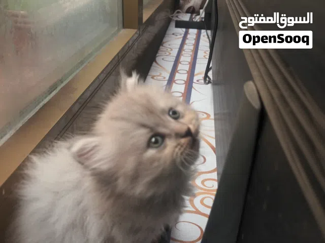 قطه بيرتيش على اسكوتش لونج هير