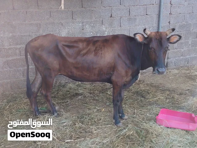 بقرا للبيع