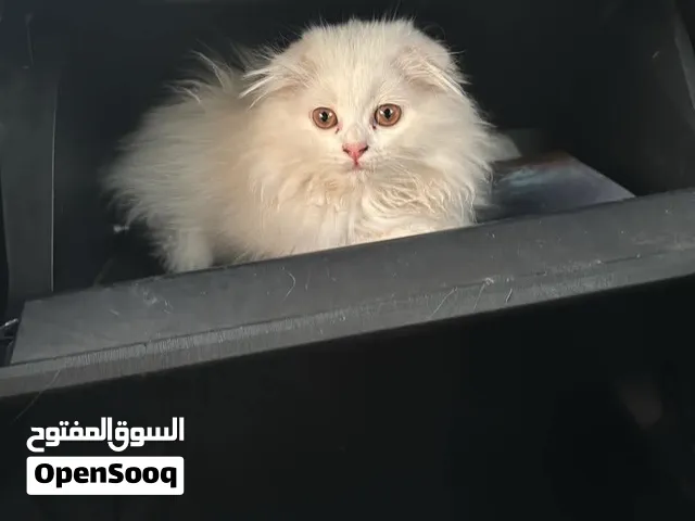 White Scottish Fold with drooping ears for sale (Scottish Fold/Shirazi)