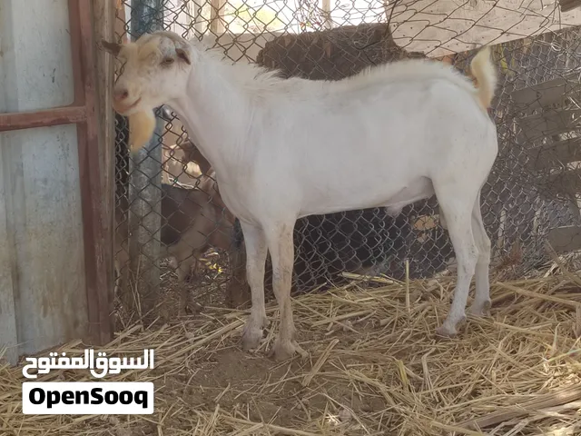 للبيع تيس صلالي