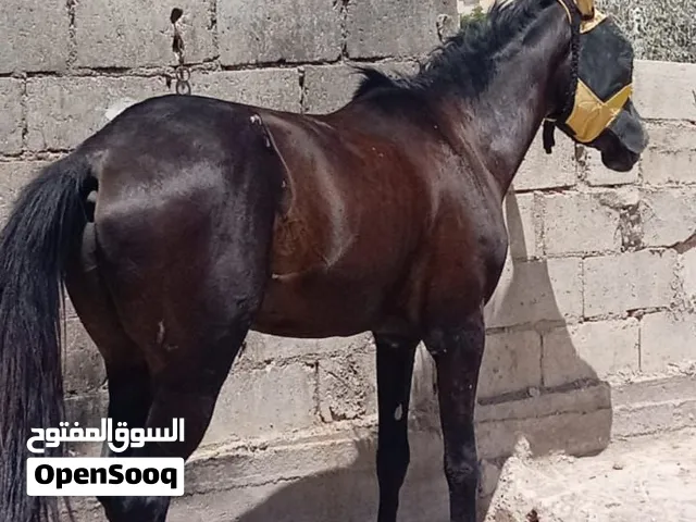 حصان اسود ساغ سلم للبيع عز ما تقنا الرقم موجود بالوصف