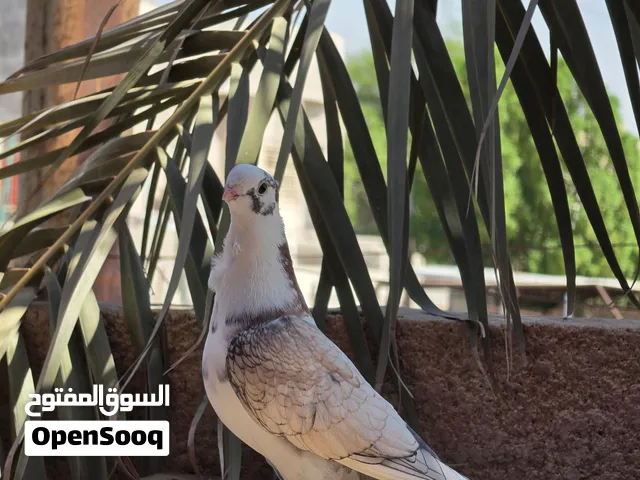 فحل ستلايت جاهز