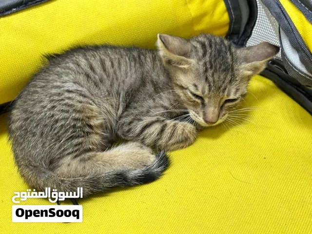 قط صغير للتبني