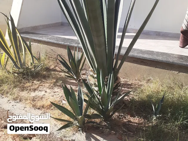 صبار الاغاف و الاغاف المبرقش صغير للبيع