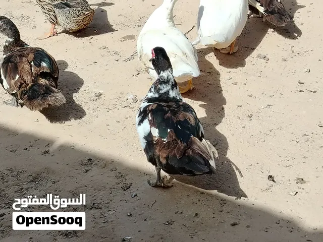 بط للبيع العدد 18