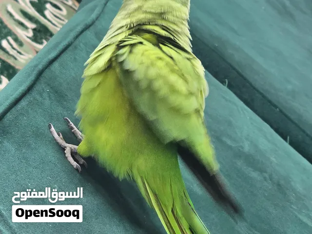 بغ بغاء دره متحدث وأليف جدا