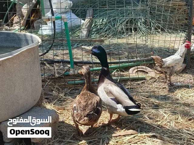 بش خضيري اصلي بياض للبيع