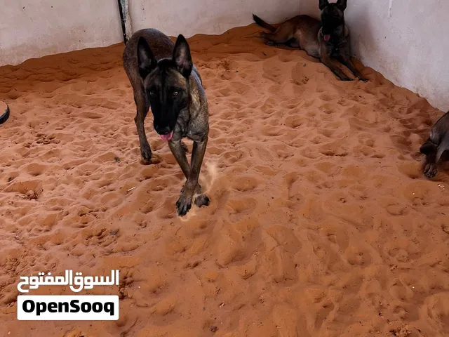 3 إناث من نوع مالينوا