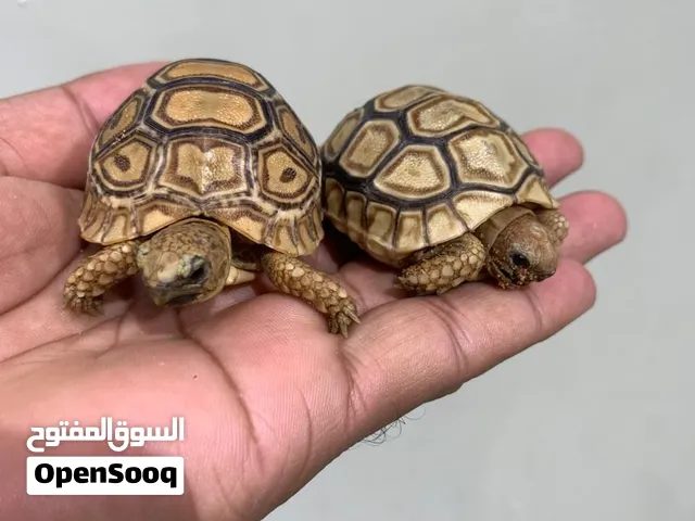 سلاحف نمرية