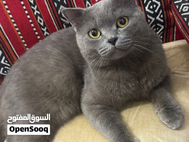 سكوتش ذكر هادي جدا