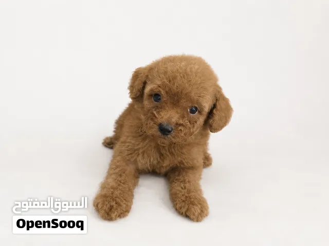 Mini toy poodle ,koran poodle