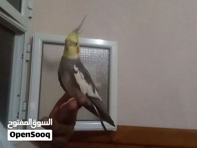 دكر كوكتيل اليف لصقه