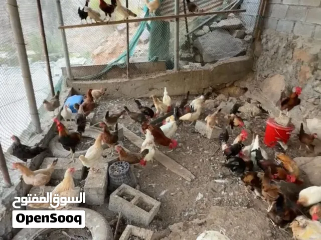 دياي عربي بياض