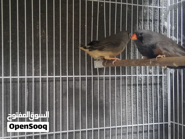 فنجس حجم مكس