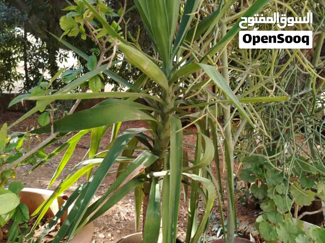 نخل للبيع تواصل عبر تطبيق فقط الرجاء عدم الاتصال