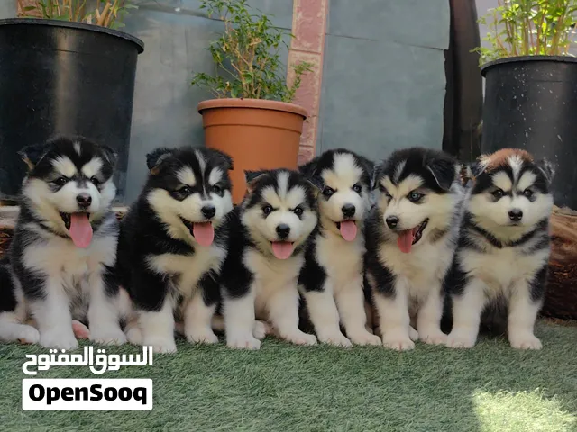 كلاب هاسكي جراوي