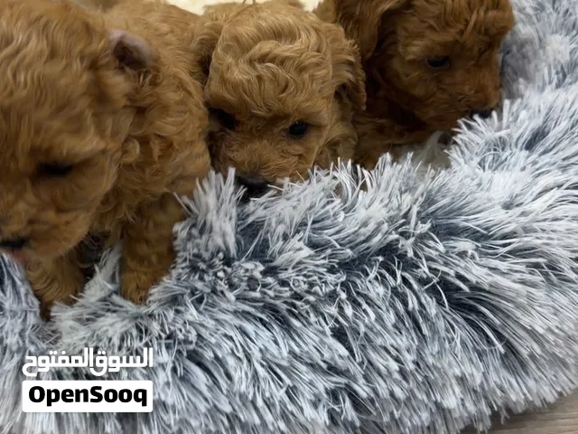 High quality red poodles
