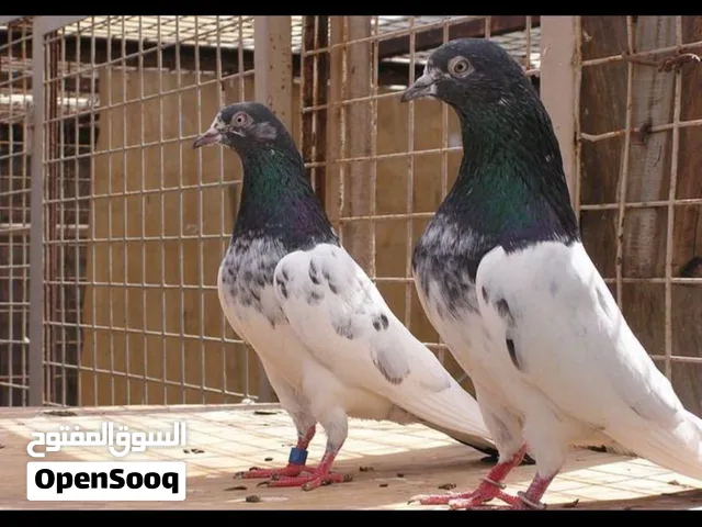 مطلووووب حمام تاكلا او باكستاني