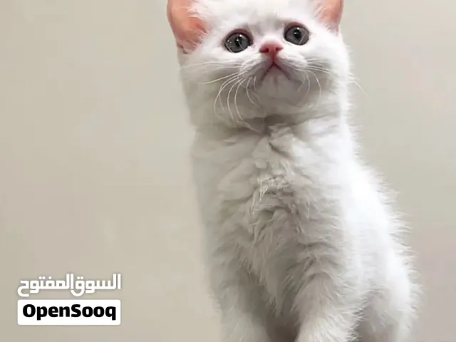 قطه شيرازيه