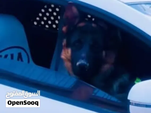 مطلوب كلبة للإنتاج بنفس المواصفات با المقابل ناخد منك جرو واحد و800 دينار وربي يبارك في ارزاق الجميع