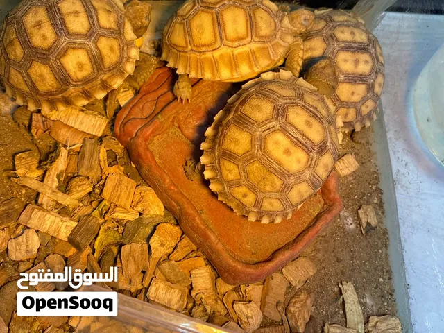 سلحفاة برية