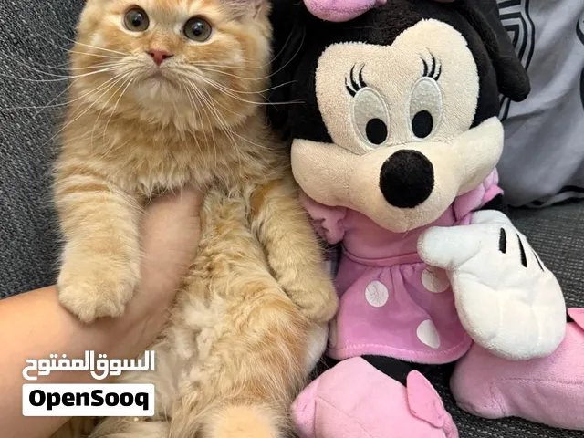 قط شيرازي انثي