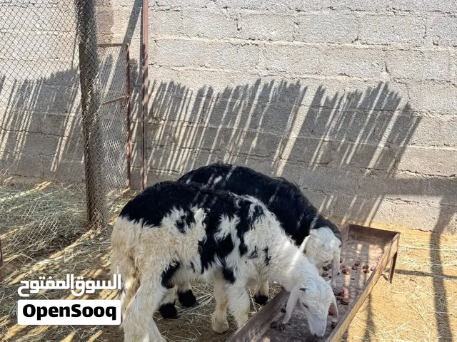 كبشان للبيع