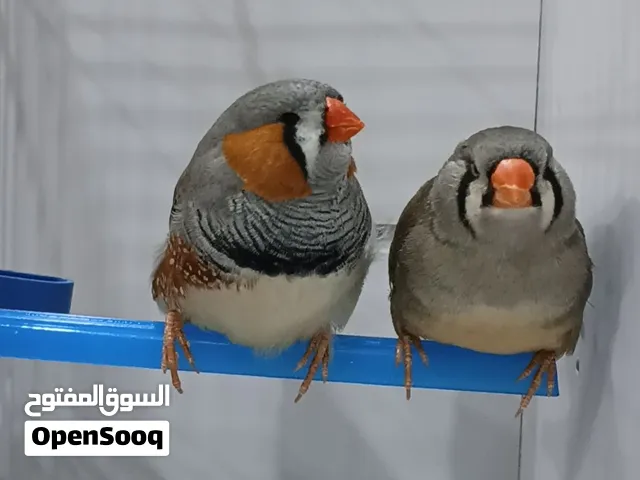 متاح زوج زيبره اقره لوصف قبل ماتراسل مهم