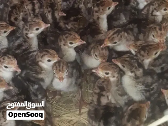 رومي برونزي أسمر عمر يوم
