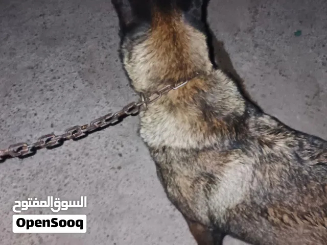 انتى مالينوا ناشطة ربي يبارك