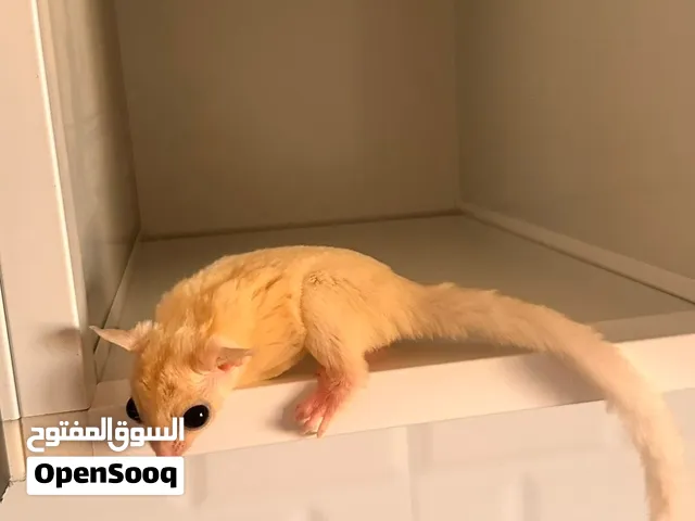 بيعه سريعة سنجاب طائر ابيض اليف عمره 3 شهور وقابل للبدل مع طيور اليفه