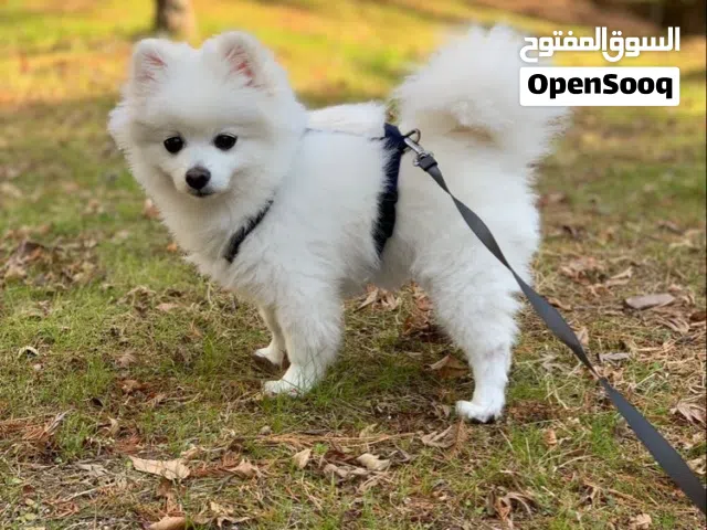 سلام عليكم عيوني رايد كلب لولو فوكس للبيع