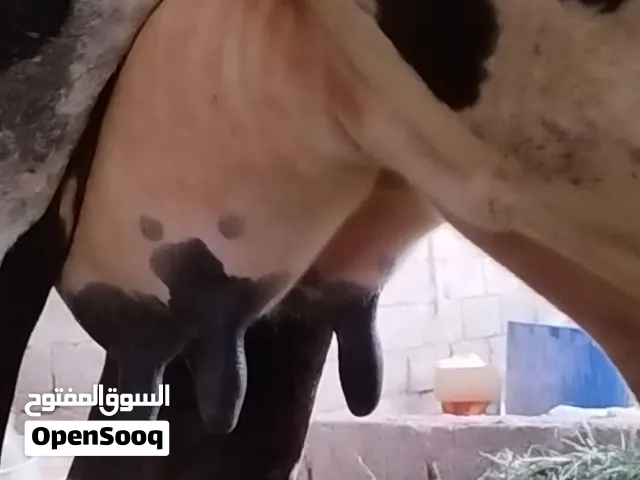 بقره بكر نمساوية من الحجم الكبير مربيه من شهرين وتحلب في اليوم 5 غرشات مال200 بيسه