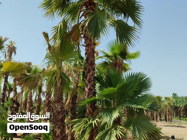 Washingtonia Palm نخلة واشنطونيا