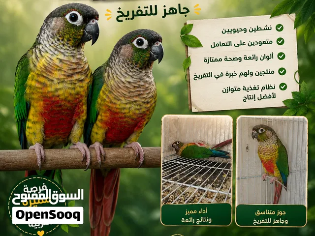 جوز كنيور شغال  جوز كونيور شغال – فرصة لهواة الإنتاج  إذا كنت بتدور على جوز كونيور جاهز للتفريخ،