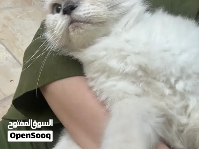 للتبني for adoption