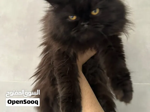 Persian kitten