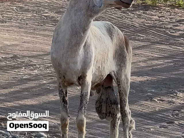 كبش سوداني فحل حار ع الحلال ماشاءالله
