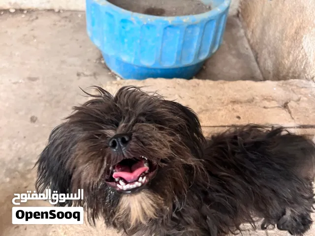 كلاب شيتزو للبيع العمر 6 اشهر