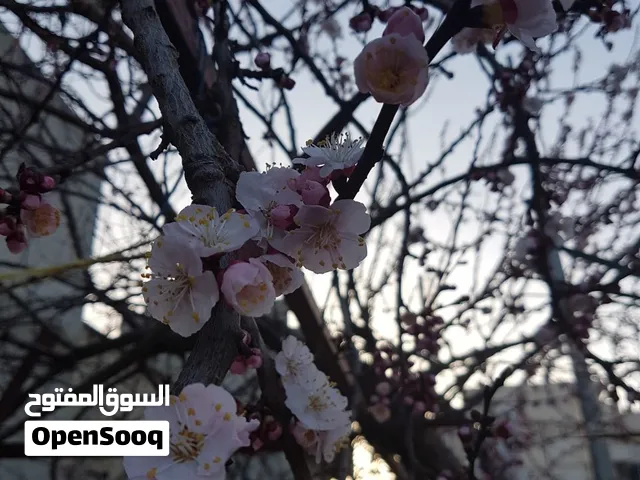 حصص لتنمية إدراك الطلبة ومساعدتهم على فهم المبادئ الأساسية للمواد العلمية، واللغة الإنجليزية.
