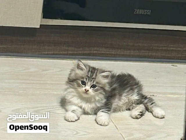 قطط شيرازى عمر 45 يوم ذكور و إناث Persian kittens 45 days 2 males & 3 females for sale