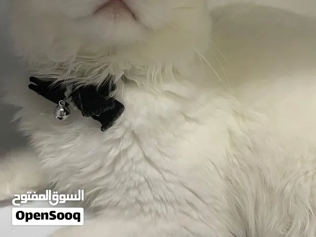 kitty cat for adoption