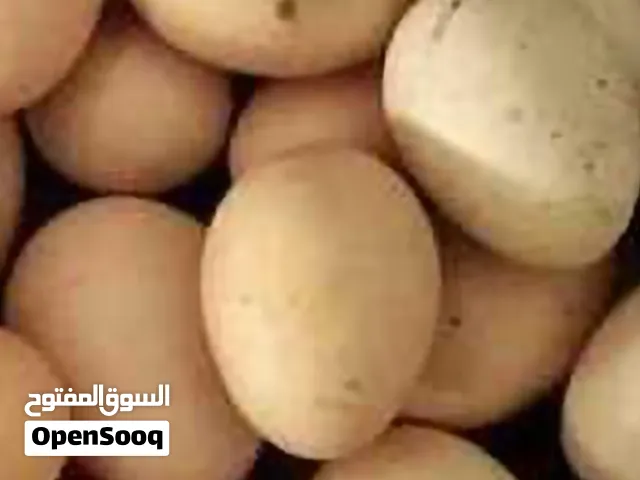 بيض دجاج المزرعة