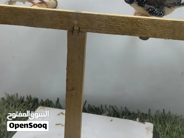 زيبرا مكسات فحلة