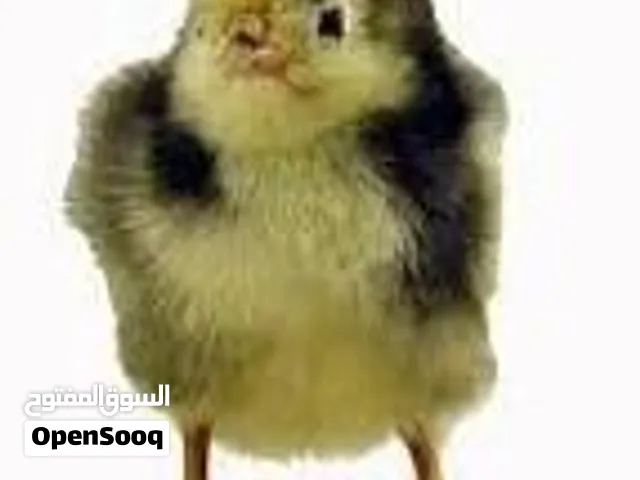 Exotic Breeds Chicken