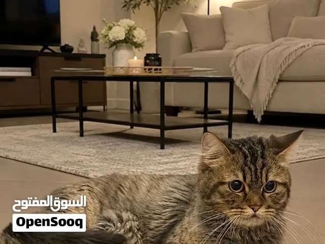قط للتبني العمر سنتين