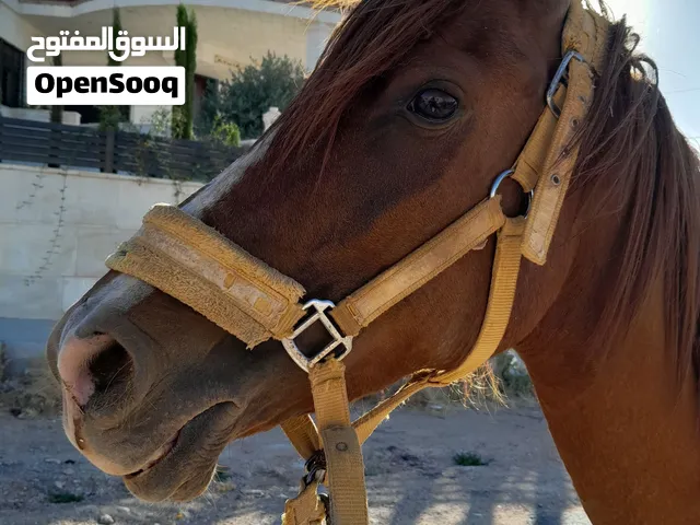 خيل للبيع في اربد الصريح