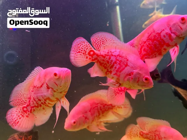 تشكيله سمك مفترس امريكي سعر حررق