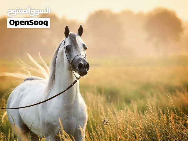 للبيع فرس جمال عربية حفيدة العالمي SMA MAGIC ONE